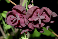 6 graines de VIGNE CHOCOLAT(Akebia Trifoliata)G178 CHOCOLATE VINE SEEDS SEMILLAS