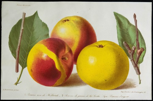 1863 pomme rose de hollande - pomme,