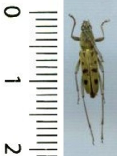 Cerambycidae chlorophorus - -,
