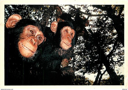 Carte postale animaux - carte,