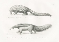 Pangolin Animaux Fourmilier