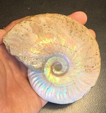 Ammonite Irridescente  Fossile