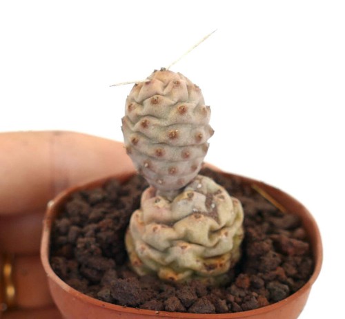 Tephrocactus articulatus var