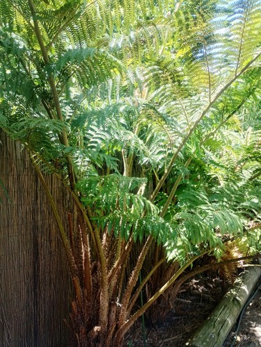 Tree fern spore cyathea felina - tree,