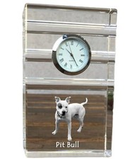 Pit Bull,American Bull