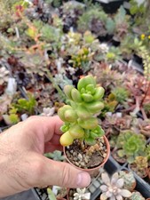 Sedum lucidum obesum big - ,