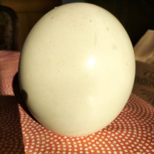 Oeuf autruche bel objet - d,