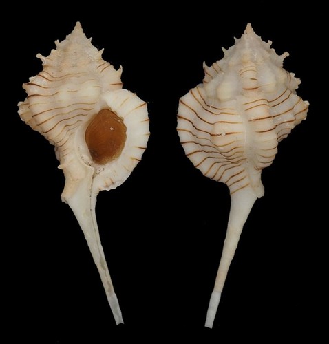 Coquillage collection - coquillage,