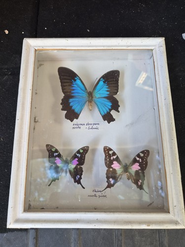 Cadre entomologique ancien - , 3