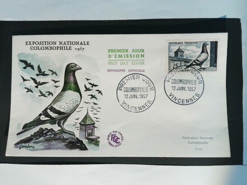 Pigeon voyageur colombophilie - pigeon,