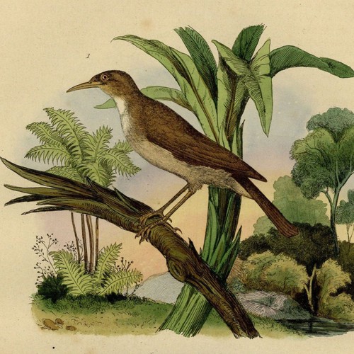 Oiseau sucrier suricate - sucrier, &