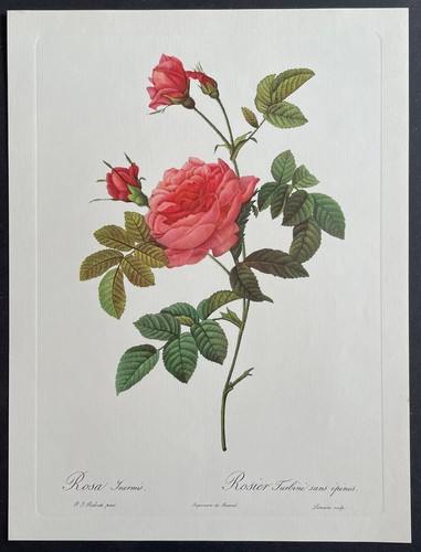Botanique rosier turbiné par - botanique,