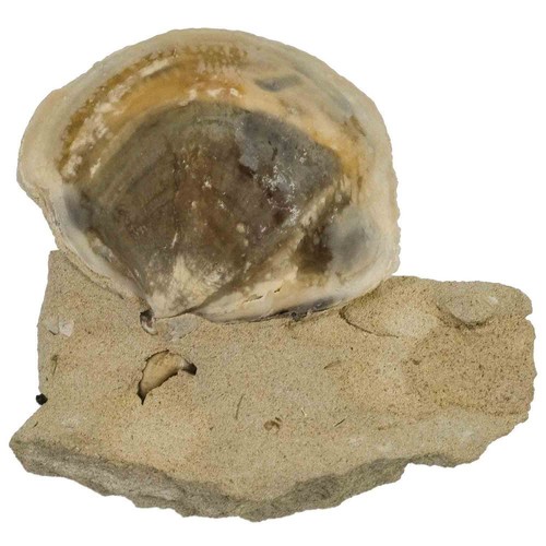 Coquillage bivalve fossile sur
