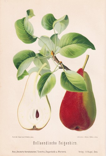 Hollandaise fegenbirn poire - hollandaise,