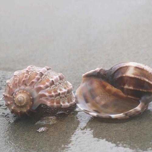 Naturel conque coque aquarium - coque,