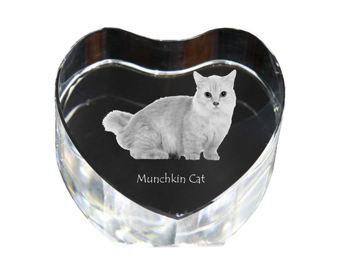 Chat munchkin cœur cristal - chat, de