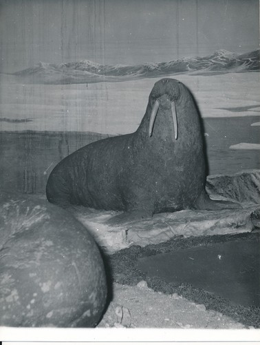 Taxidermie 1950 photo - c.,