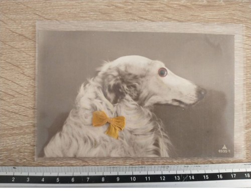 Fg61952 chien portrait - #fg61952,