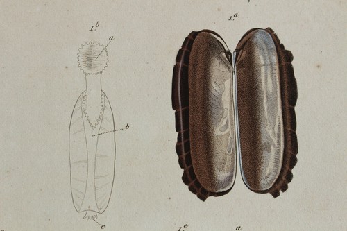 Molluscs engraving animal - molluscs,