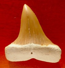 DENT DE REQUIN FOSSILE DU PRIABONIEN , ISURUS (MACRORHIZODUS)