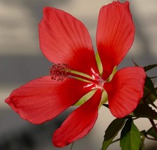 Hibiscus coccineus cv RED