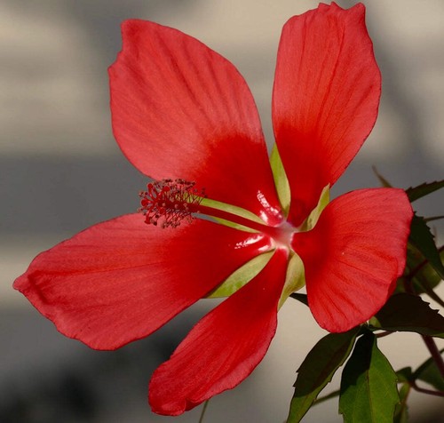 Hibiscus coccineus red - coccineus,