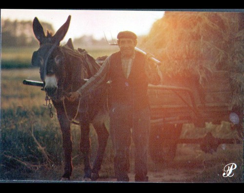 Berry attelage - berry, (36