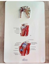 Affiche anatomique épaule ciba