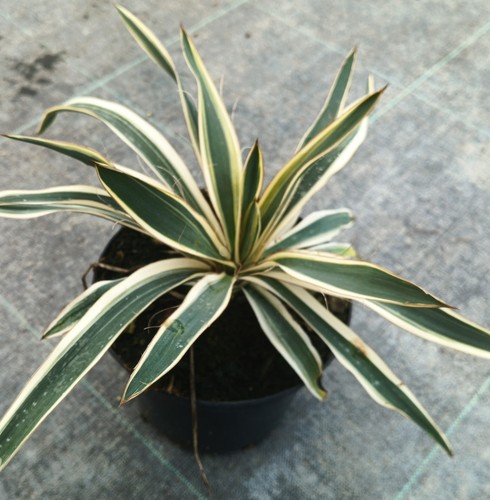 Yucca flaccida ivory - flaccida, towers'