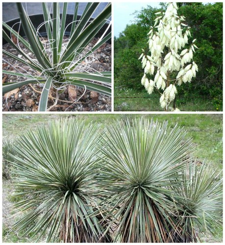 Graines yucca constricta - graines,