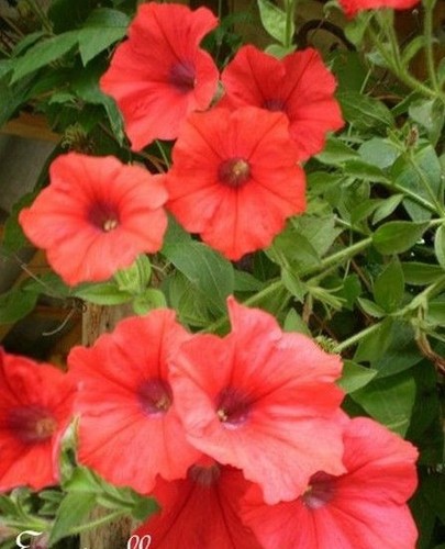 Surfinia pétunia rouge - pétunia, 'rouge