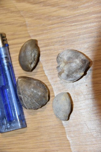 Brachiopodes wundervole - 4,