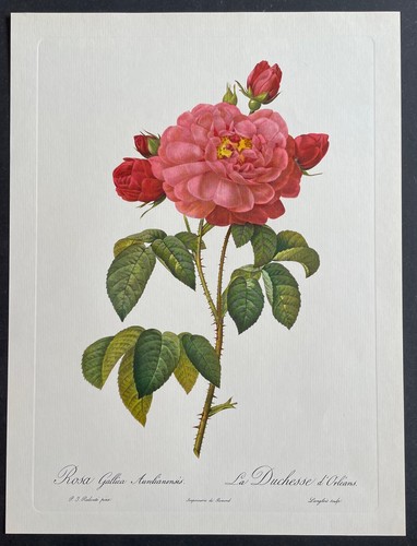 Botanique duchesse - botanique,
