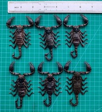 6 Real Scorpion Specimen Small