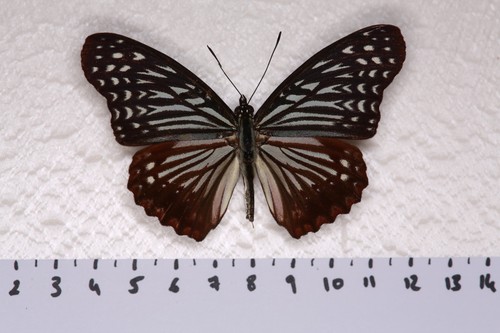 Hestinalis nama - ,, male