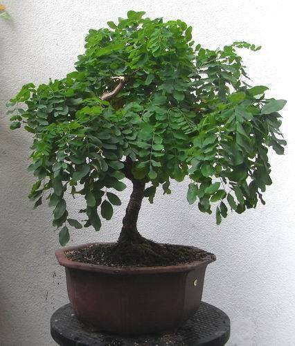 Graines robinier faux - graines,