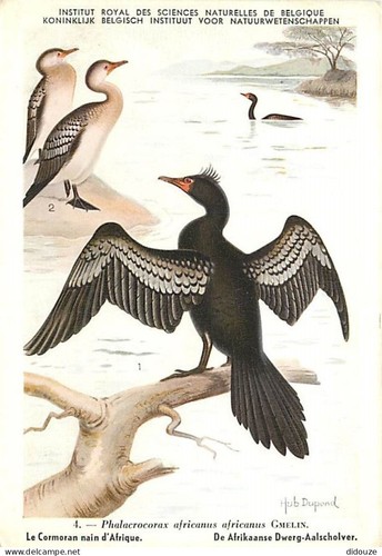 Carte postale animaux - animaux,