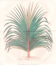 Pandan Palmier Vis Botanique