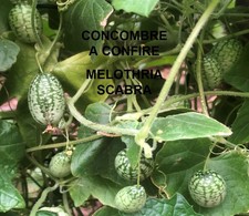 GRAINES DE LEGUMES BIO