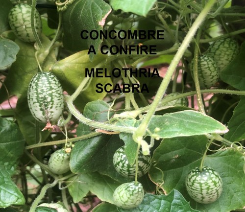 Graines legumes bio - graines,