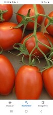 50 graines de tomates "roma"