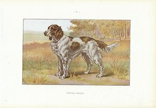 Document Ancien   Epagneul