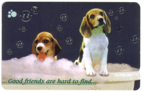 Deux mignon chiens taking - deux, a
