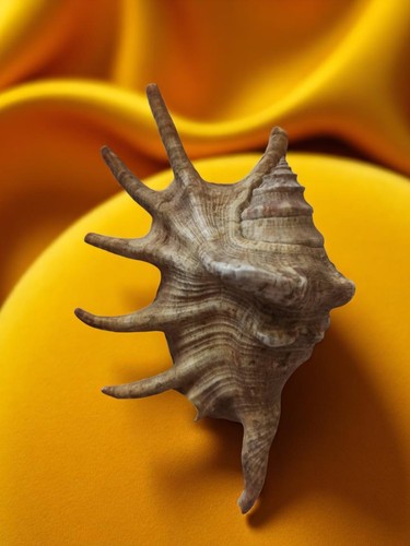 Coquillage lambis vintage - vintage,