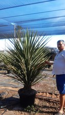 extremement rare: tres grand yucca treculeana  -20°C