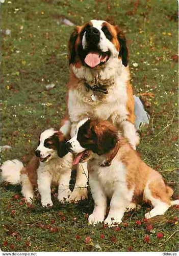 Carte postale animaux - animaux,