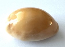 CYPRAEA PROPINQUA 31.73 mm