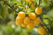 5 Graines Prunus Avium, Cerisier "Rainer" Bio