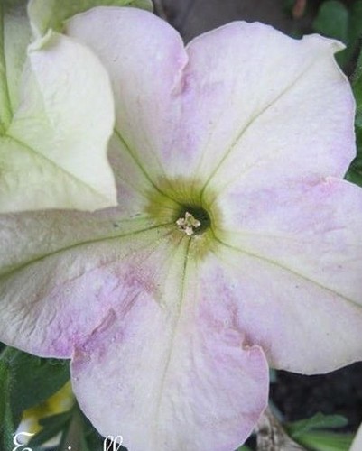Surfinia pétunia blanc - ♫, 'blanc