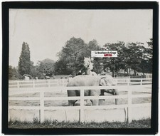 Éléphant, cheval, photo